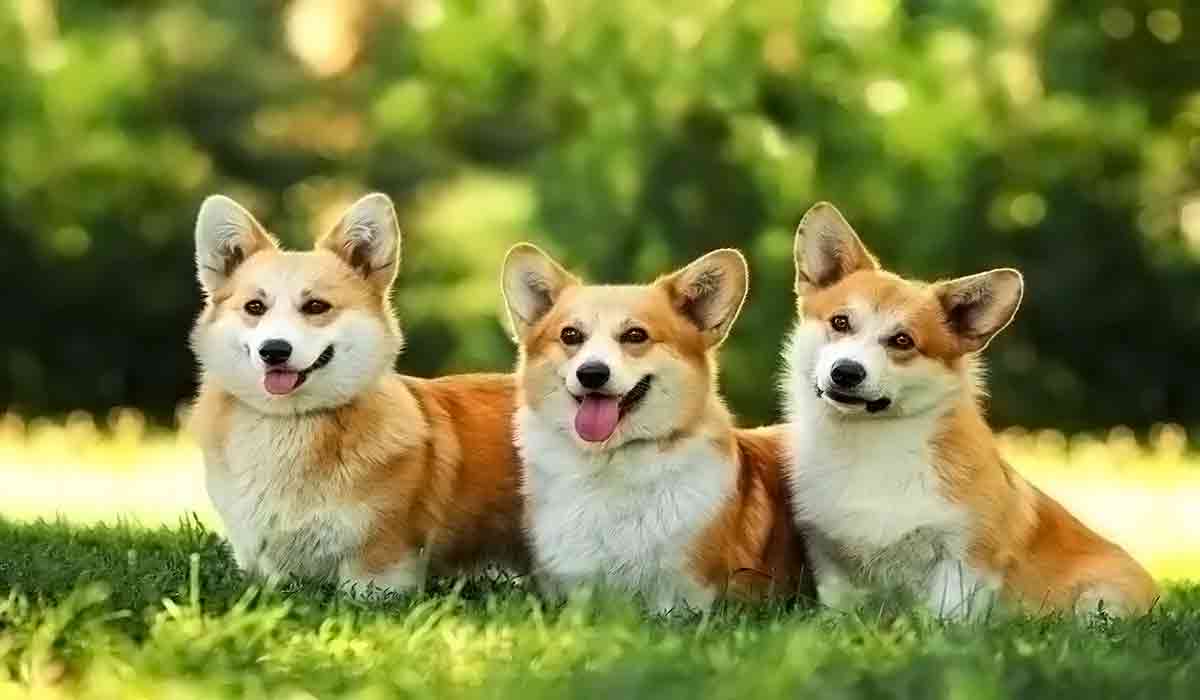 正品货源可靠的ddos流量攻击购买