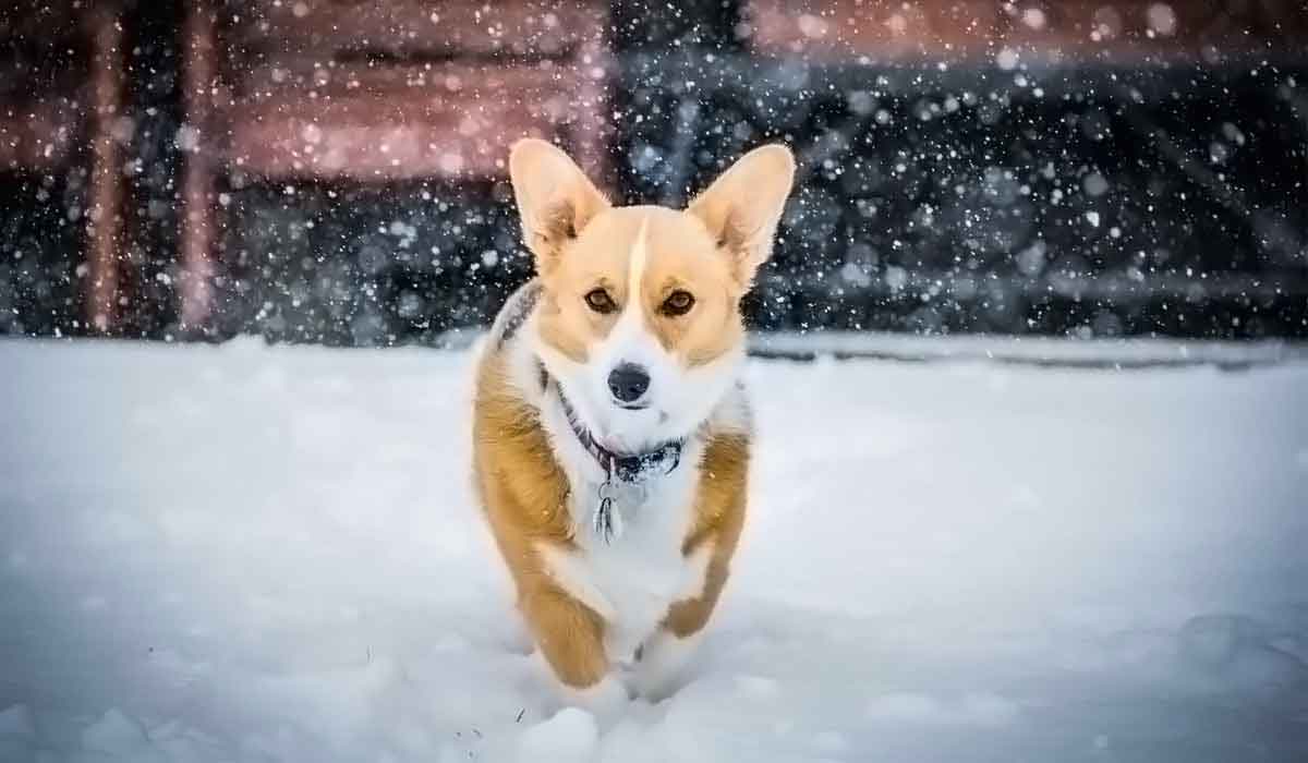 ddos在线攻击测试网站