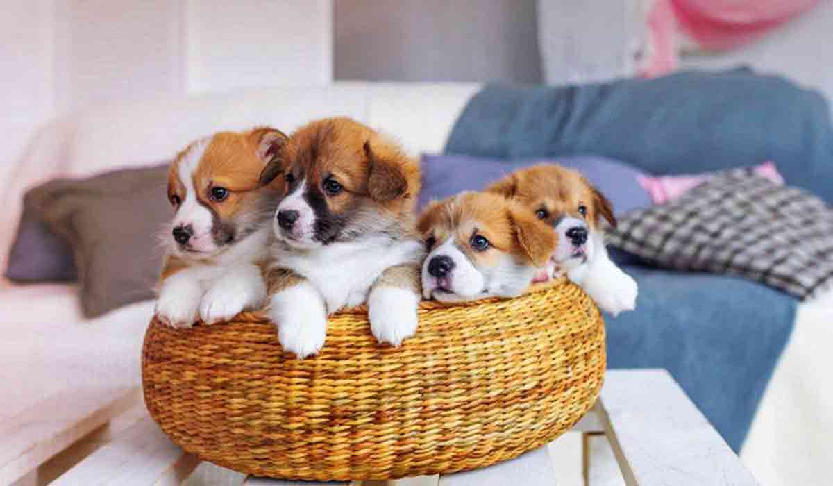 手机攻击器APP下载