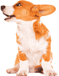 ddos网页在线攻击